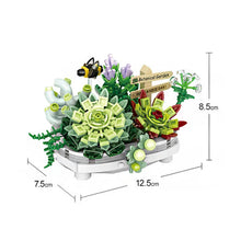 LOZ BLOCK- SUCCULENT PLANT