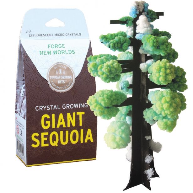 Crystal Growing - Giant Sequoia