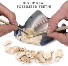 Shark Tooth Dig Kit